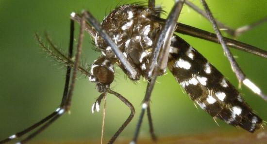 Special Dengue Eradication Drive Commences Today